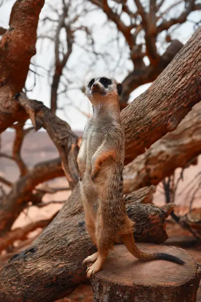 Photographie animalière et nature par MGLens